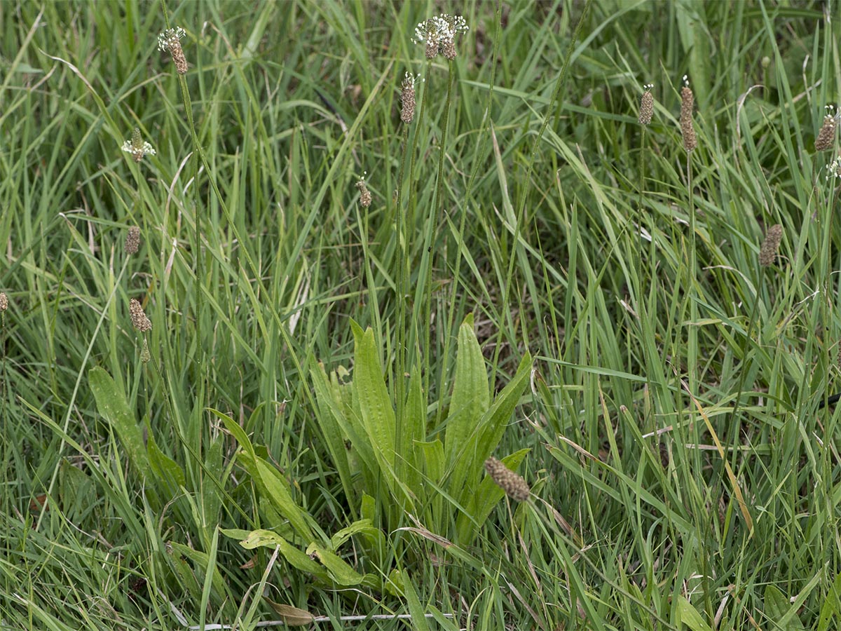 Plantago lanceolata